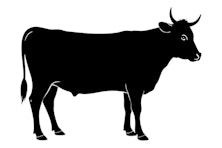 New Bull