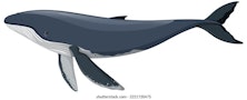 Whales