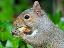 Fixing The Squirrels