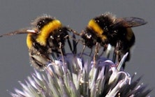 Two Bees From Karen Ellison Of The Leuthold Group