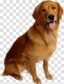 The Talking Dog... From Scott Opsal