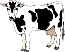 The Sicilian Cow—From Bob Kargenian