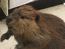 Meanwhile, In Maryland...