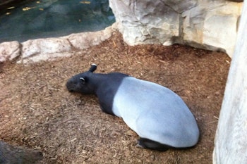 A Taper & Hibernating Bears