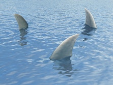 Circling Sharks From Bob Kargenian, TABR Capital Management